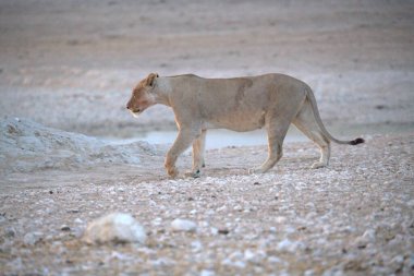Aslan savanada yürüyor