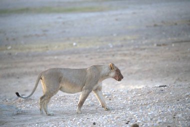 Beyaz bir aslanın yakın çekimi.