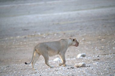 Vahşi maymun, vahşi hayvan