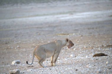 Bir aslan çölün kumlarında yürüyor.