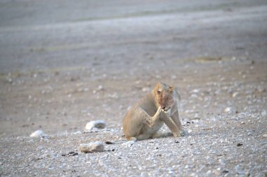 Hayvanat bahçesindeki sincap