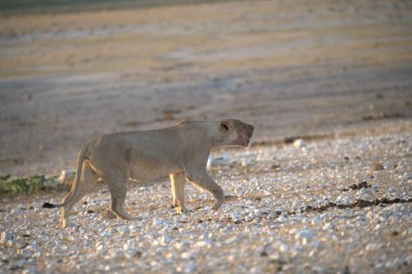 Afrika çölünde vahşi bir aslan