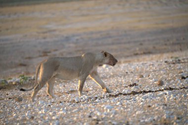 Genç beyaz aslan çölde kuru kumda yürüyor.