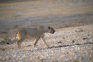 Çöldeki genç bir aslanın yakın çekimi.