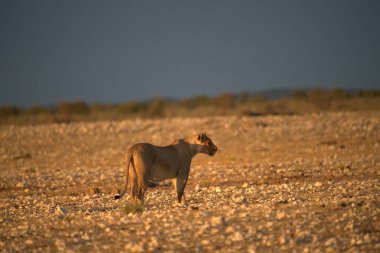 Afrika savanındaki vahşi Afrika aslanı.