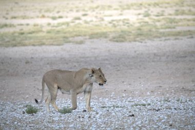 Çölde beyaz vahşi bir köpek