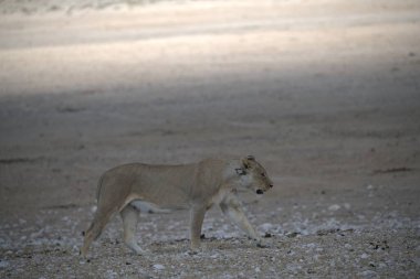 Afrika 'da vahşi bir aslan