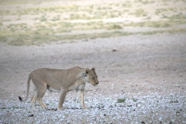 Vahşi hayvanlar, doğa geçmişi