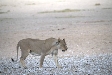 Beyaz aslan, etosha