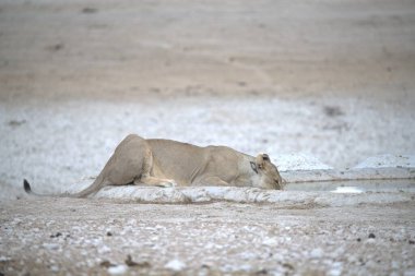 Beyaz bir aslan çölde dinleniyor.