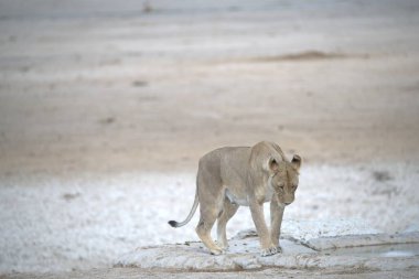 Bir aslan Afrika savanındaki kumda yürüyor.
