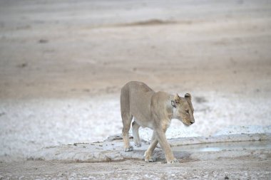 Beyaz kaplan vahşi doğada