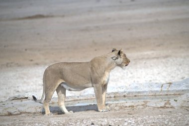 Bir aslan yerde yürüyor, çölde, namibya 'da