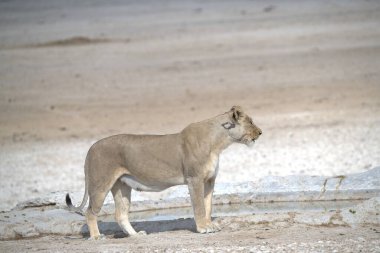 Vahşi doğada dişi aslan.