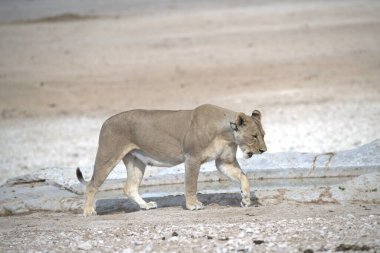 Namibya 'daki Etoşa Ulusal Parkı' nda yürüyen bir aslan.