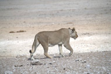 Namibya, Afrika 'da aslan parkı