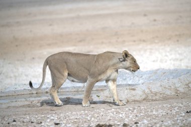 Çölde güzel beyaz bir aslan.