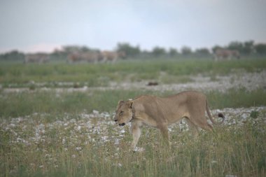 Çimlerde beyaz aslan