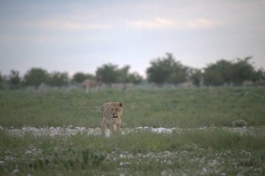 Kenya savanındaki aslan