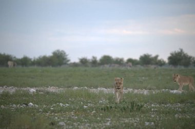 Genç aslanlar çimlerde