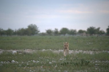 Çimenlikteki şirin bir aslanın yakın plan fotoğrafı.