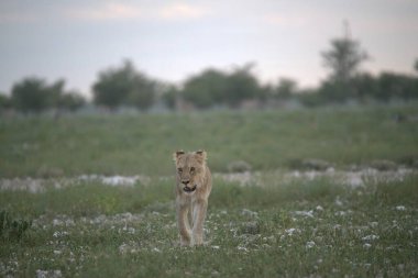 Vahşi aslan yavrusu çimlerde