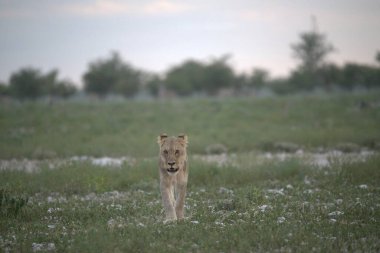 Vahşi hayvanlar, seçici odaklanma