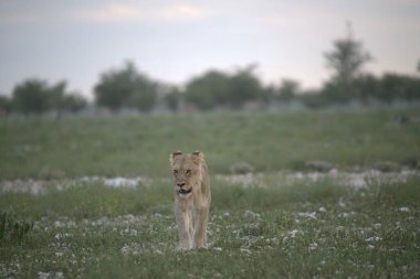 Aslan (panthera leo) çimlerde