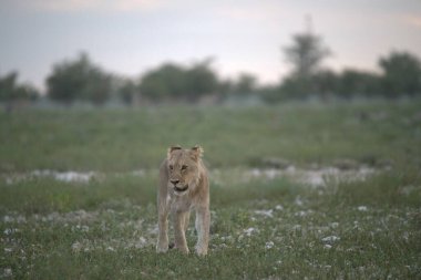 Kenya savanındaki aslan