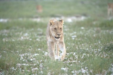 Kenya savanındaki aslan