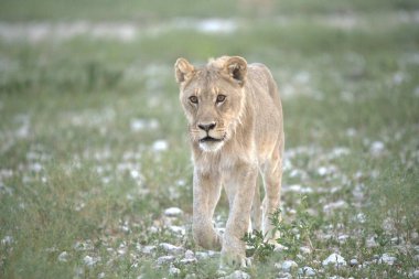 Vahşi Afrika 'daki aslan