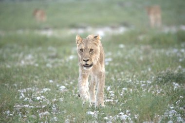Etoşa Ulusal Parkı, Namibya 'da aslan. Afrika.