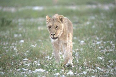 Aslan vahşi doğada yürüyor. panthera leo