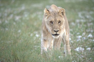 Aslan vahşi Afrika 'da