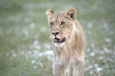 Bir aslanın çimlerdeki yakın çekimi.