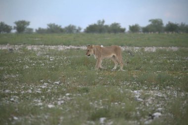 Genç beyaz keçi çimenlerde otluyor.