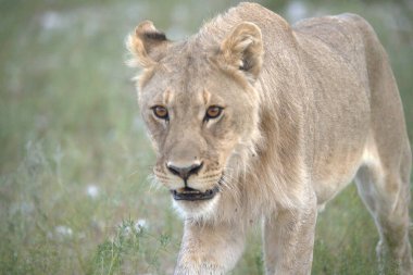 Dişi aslan, panthera leo, erkek aslan, panthera leo, tanzanya - Güney Afrika