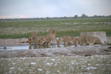 Sudaki bir delikten su içen aslan.