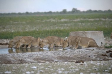 Çölde bir koyun sürüsü