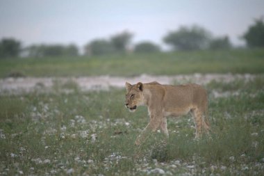 Vahşi aslan (panthera leo) Botswana bozkırında