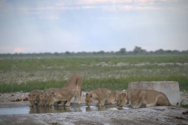 Savanadaki bir grup vahşi aslan.