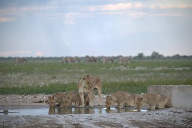 Etoşa Ulusal Parkı 'nda aslan ve aslan. Namibya.