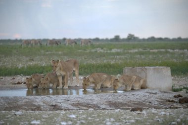 Sudaki bir grup vahşi hayvan.