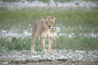 Aslan çimenlerde yürüyor.