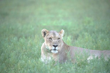 Aslan (dişi aslan) Kruger Ulusal Parkı 'nda çimlerde