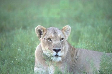 Çimlerde dişi aslan.
