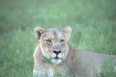 Güney Afrika 'daki savanda aslan var.