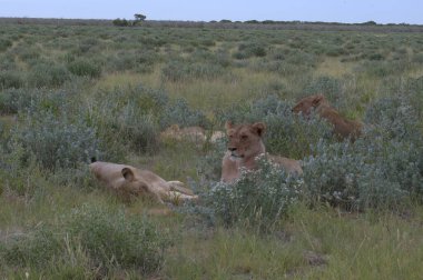Kenya savanındaki aslan