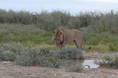 Etoşa parkındaki kuru çimlerde yürüyen bir aslan.
