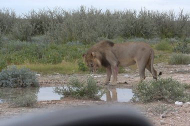 Etoşa Milli Parkı, Namibya 'da aslan (panthera leo)